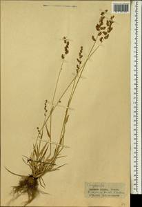 Eragrostis, Africa (AFR) (Guinea)