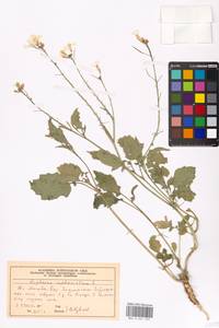 Raphanus raphanistrum L., Eastern Europe, Moscow region (E4a) (Russia)