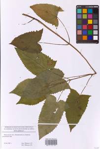 Salvia glutinosa L., Eastern Europe, Moscow region (E4a) (Russia)