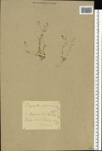 Hornungia procumbens (L.) Hayek, Eastern Europe, South Ukrainian region (E12) (Ukraine)