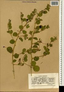 Capparis spinosa, South Asia, South Asia (Asia outside ex-Soviet states and Mongolia) (ASIA) (Afghanistan)