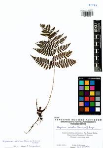 Diplazium sibiricum (Turcz. ex Kunze) Sa.Kurata, Siberia, Baikal & Transbaikal region (S4) (Russia)