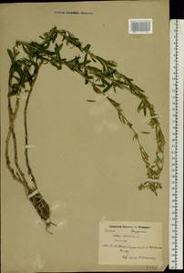 Silene tatarica (L.) Pers., Eastern Europe, North Ukrainian region (E11) (Ukraine)