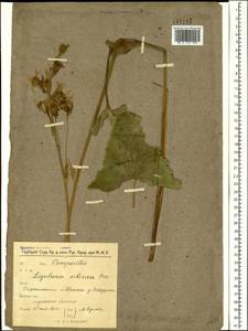 Ligularia sibirica (L.) Cass., Siberia, Western Siberia (S1) (Russia)