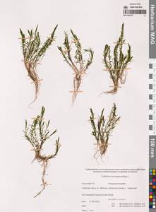 Callitriche hermaphroditica L., Siberia, Chukotka & Kamchatka (S7) (Russia)
