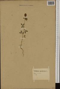 Trifolium spadiceum L., Western Europe (EUR) (Germany)