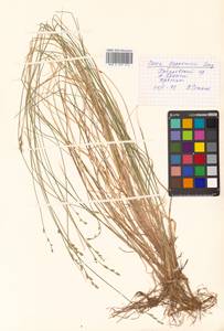 Carex lapponica O.Lang, Siberia, Russian Far East (S6) (Russia)