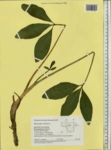 Menyanthes trifoliata L., Eastern Europe, Central region (E4) (Russia)