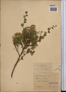 Spiraea trilobata L., Middle Asia, Western Tian Shan & Karatau (M3) (Uzbekistan)