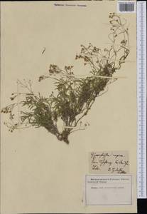 Gypsophila repens L., Western Europe (EUR)