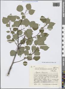 Populus tremula L., Siberia, Chukotka & Kamchatka (S7) (Russia)