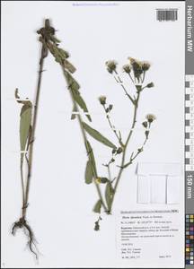 Picris davurica Fisch. ex Hornem., Siberia, Baikal & Transbaikal region (S4) (Russia)