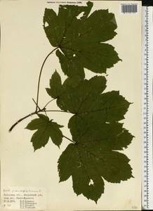 Acer pseudoplatanus L., Eastern Europe, West Ukrainian region (E13) (Ukraine)