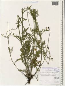 Scabiosa bipinnata C. Koch, Caucasus, Georgia (K4) (Georgia)