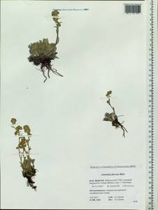 Artemisia furcata M. Bieb., Siberia, Baikal & Transbaikal region (S4) (Russia)