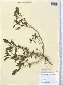 Amaranthus viridis L., Middle Asia, Syr-Darian deserts & Kyzylkum (M7) (Uzbekistan)