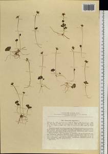Coptidium lapponicum (L.) Á. Löve & D. Löve, Siberia, Western Siberia (S1) (Russia)