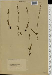 Herminium monorchis (L.) R.Br., Eastern Europe, Central forest region (E5) (Russia)