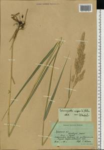 Calamagrostis epigejos (L.) Roth, Eastern Europe, South Ukrainian region (E12) (Ukraine)