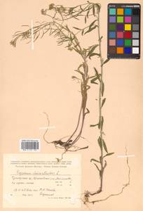 Erysimum cheiranthoides L., Siberia, Russian Far East (S6) (Russia)