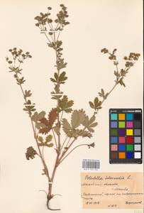 Potentilla intermedia L., Eastern Europe, Moscow region (E4a) (Russia)