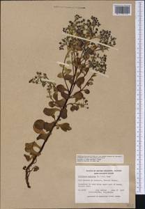Mertensia maritima (L.) Gray, America (AMER) (Canada)