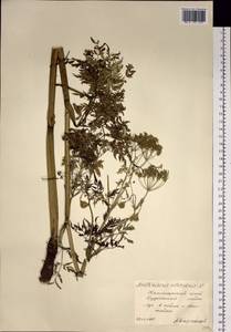 Anthriscus sylvestris subsp. sylvestris, Siberia, Central Siberia (S3) (Russia)