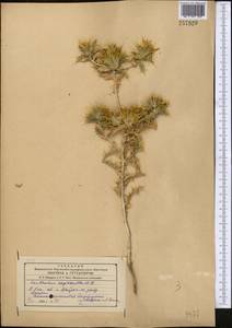 Carthamus oxyacanthus M. Bieb., Middle Asia, Syr-Darian deserts & Kyzylkum (M7) (Kazakhstan)