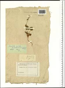 Potentilla crantzii subsp. gelida (C. A. Mey.) Soják, Siberia, Altai & Sayany Mountains (S2) (Russia)