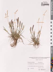 Koeleria spicata subsp. spicata, Siberia, Chukotka & Kamchatka (S7) (Russia)