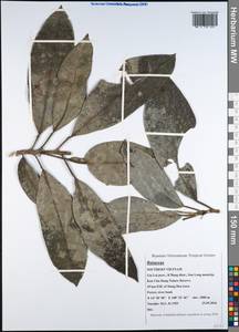 Rutaceae, South Asia, South Asia (Asia outside ex-Soviet states and Mongolia) (ASIA) (Vietnam)