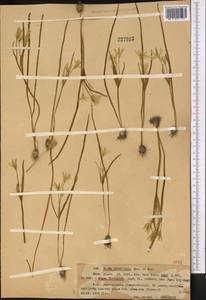 Gagea liotardii (Sternb.) Schult. & Schult.f., Middle Asia, Northern & Central Tian Shan (M4) (Kazakhstan)