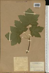 Acer pseudoplatanus L., Eastern Europe, South Ukrainian region (E12) (Ukraine)