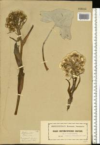 Petasites spurius (Retz.) Rchb., Eastern Europe, Moscow region (E4a) (Russia)