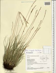 Festuca trachyphylla (Hack.) Hack., Eastern Europe, Central region (E4) (Russia)