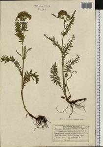 Achillea distans Waldst. & Kit. ex Willd., Eastern Europe, West Ukrainian region (E13) (Ukraine)