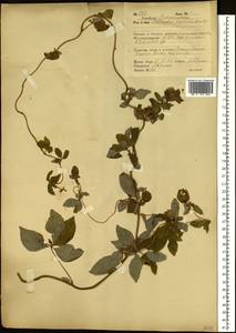 Codonopsis ussuriensis (Rupr. & Maxim.) Hemsl., Siberia, Russian Far East (S6) (Russia)