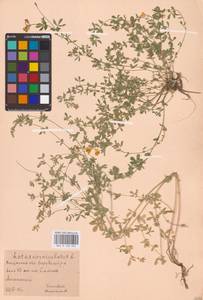 Lotus corniculatus L., Eastern Europe, Central region (E4) (Russia)