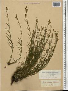 Silene linearifolia Otth, Caucasus, North Ossetia, Ingushetia & Chechnya (K1c) (Russia)