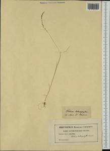 Festuca heterophylla Lam., Western Europe (EUR) (Not classified)