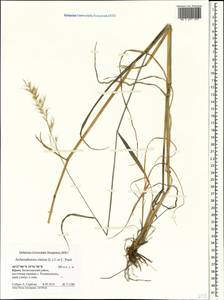 Arrhenatherum elatius (L.) P.Beauv. ex J.Presl & C.Presl, Crimea (KRYM) (Russia)