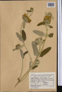 Phlomis fruticosa L., Western Europe (EUR) (Albania)