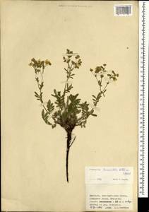 Potentilla tanacetifolia Willd. ex D. F. K. Schltdl., Mongolia (MONG) (Mongolia)