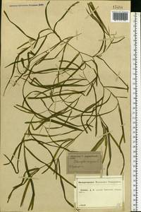 Potamogeton compressus L., Eastern Europe, Central forest-and-steppe region (E6) (Russia)