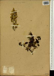 Wisteria sinensis (Sims)Sweet, South Asia, South Asia (Asia outside ex-Soviet states and Mongolia) (ASIA) (Japan)