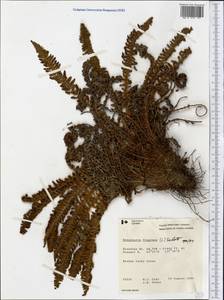 Dryopteris fragrans (L.) Schott, America (AMER) (Canada)