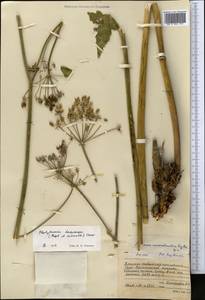 Semenovia dasycarpa (Regel & Schmalh.) Korovin ex Pimenov & V. N. Tikhom., Middle Asia, Western Tian Shan & Karatau (M3) (Kyrgyzstan)