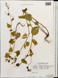 Alliaria petiolata (M.Bieb.) Cavara & Grande, Caucasus, North Ossetia, Ingushetia & Chechnya (K1c) (Russia)