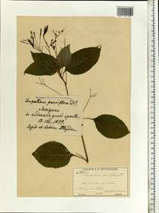 Impatiens parviflora, Eastern Europe, Moscow region (E4a) (Russia)