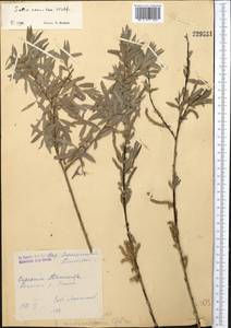 Salix capusii Franch., Middle Asia, Western Tian Shan & Karatau (M3) (Uzbekistan)